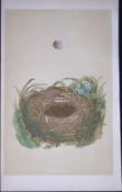 Rev Morris Wood Warbler Bird Nest & Egg Antique Woodblock Engraving-73