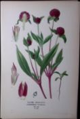 Globe Amaranth Edward Step Rare Antique Botanical Book Plate-232