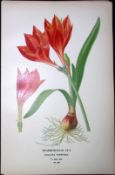 Scarborough Lily Edward Step Rare Antique Botanical Book Plate-261