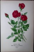 Monthly Rose Edward Step Rare Antique Botanical Book Plate-80