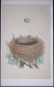 Rev Morris Whitethroat Bird Nest & Egg Antique Woodblock Engraving-72
