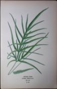 Spider Fern Edward Step Rare Antique Botanical Book Plate-309