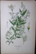 Japanese Snow Flower Edward Step Rare Antique Botanical Book Plate-91