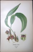 Cast Iron Plant Edward Step Rare Antique Botanical Book Plate-266