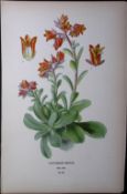 Cotyledon Retusa Flower Edward Step Rare Antique Botanical Book Plate-95
