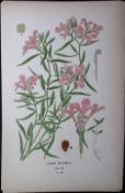 Pink Fairies Flower Edward Step Rare Antique Botanical Book Plate-103