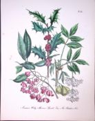 Rare 165-Yr-Old Antique Wildflower Gilt-Edged Illustration Jane Webb Loudon-25-A