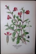 Drooping Catchfly Edward Step Rare Antique Botanical Book Plate-40