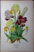 Dwarf Iris Flower Edward Step Rare Antique Botanical Book Plate-254