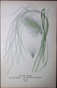 Feather Grasses Edward Step Rare Antique Botanical Book Plate-300