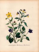 Rare 165-Yr-Old Antique Wildflower Gilt-Edged Illustration Jane Webb Loudon -13.