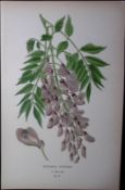 Wistaria Sinensis Edward Step Rare Antique Botanical Book Plate-67