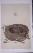 Rev Morris Redbreast Bird Nest & Egg Antique Woodblock Engraving-38