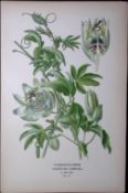 Passion Flower Edward Step Rare Antique Botanical Book Plate-111