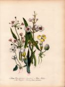 Rare 165-Yr-Old Antique Wildflower Gilt-Edged Illustration Jane Webb Loudon-53.