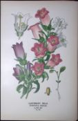 Canterbury Bells Edward Step Rare Antique Botanical Book Plate-159