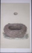 Rev Morris Meadow Pipit Bird Nest & Egg Antique Woodblock Engraving-18