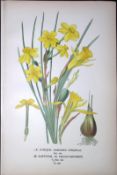 Jonquil Daffodil Edward Step Rare Antique Botanical Book Plate-259