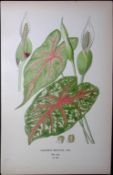 Heart of Jesus Edward Step Rare Antique Botanical Book Plate-294