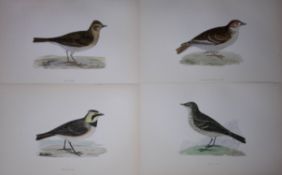 Job-Lot Rev Morris History of British Birds 130 Yrs-Old Antique Engravings-4