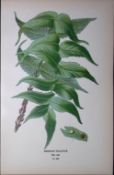 Japanese Holly Fern Edward Step Rare Antique Botanical Book Plate-305