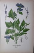 Floss Flower Edward Step Rare Antique Botanical Book Plate-126