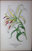 Cold-Rayed Lily of Japan Edward Step Rare Antique Botanical Book Plate-279