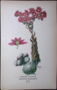 Cobwebby Houseleek Edward Step Rare Antique Botanical Book Plate-99