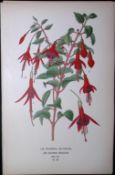 Fuchsia Globosa Edward Step Rare Antique Botanical Book Plate-106