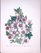 Rare 165-Yr-Old Antique Wildflower Gilt-Edged Illustration Jane Webb Loudon -15.