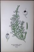 Black-Anthered Heath Edward Step Rare Antique Botanical Book Plate-165