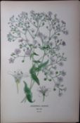 Showy Baby's-Breath Edward Step Rare Antique Botanical Book Plate-34