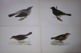 Job-Lot Rev Morris History of British Birds 130 Yrs-Old Antique Engravings-11