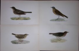Job-Lot Rev Morris History of British Birds 130 Yrs-Old Antique Engravings-5