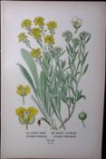 Gold Dust & Sweet Alyssum Edward Step Rare Antique Botanical Book Plate-25