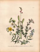 Rare 165-Yr-Old Antique Wildflower Gilt-Edged Illustration Jane Webb Loudon -14.