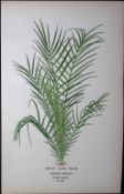 Spiny Date Palm Edward Step Rare Antique Botanical Book Plate-289