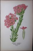 Scarlet Crassula Flower Edward Step Rare Antique Botanical Book Plate-93