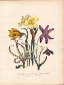 Rare 165-Yr-Old Antique Wildflower Gilt-Edged Illustration Jane Webb Loudon-58.