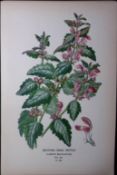 Spotted Dead Nettle Edward Step Rare Antique Botanical Book Plate-224