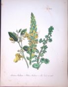 Rare 165-Yr-Old Antique Wildflower Gilt-Edged Illustration Jane Webb Loudon-21-A