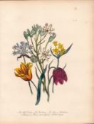 Rare 165-Yr-Old Antique Wildflower Gilt-Edged Illustration Jane Webb Loudon -59.