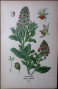 Mignonette Flower Edward Step Rare Antique Botanical Book Plate-31