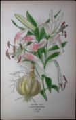 Showy Lily Edward Step Rare Antique Botanical Book Plate-282