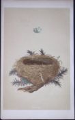 Rev Morris Dartford Warbler Bird Nest & Egg Antique Woodblock Engraving-77