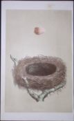 Rev Morris Red Shrike Bird Nest & Egg Antique Woodblock Engraving-4a