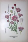 Annual Immortelle Edward Step Rare Antique Botanical Book Plate-158