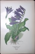 Plantain Lily Edward Step Rare Antique Botanical Book Plate-268