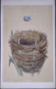 Rev Morris Sedge Warbler Bird Nest & Egg Antique Woodblock Engraving-62
