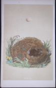 Rev Morris Willow Warbler Bird Nest & Egg Antique Woodblock Engraving-65